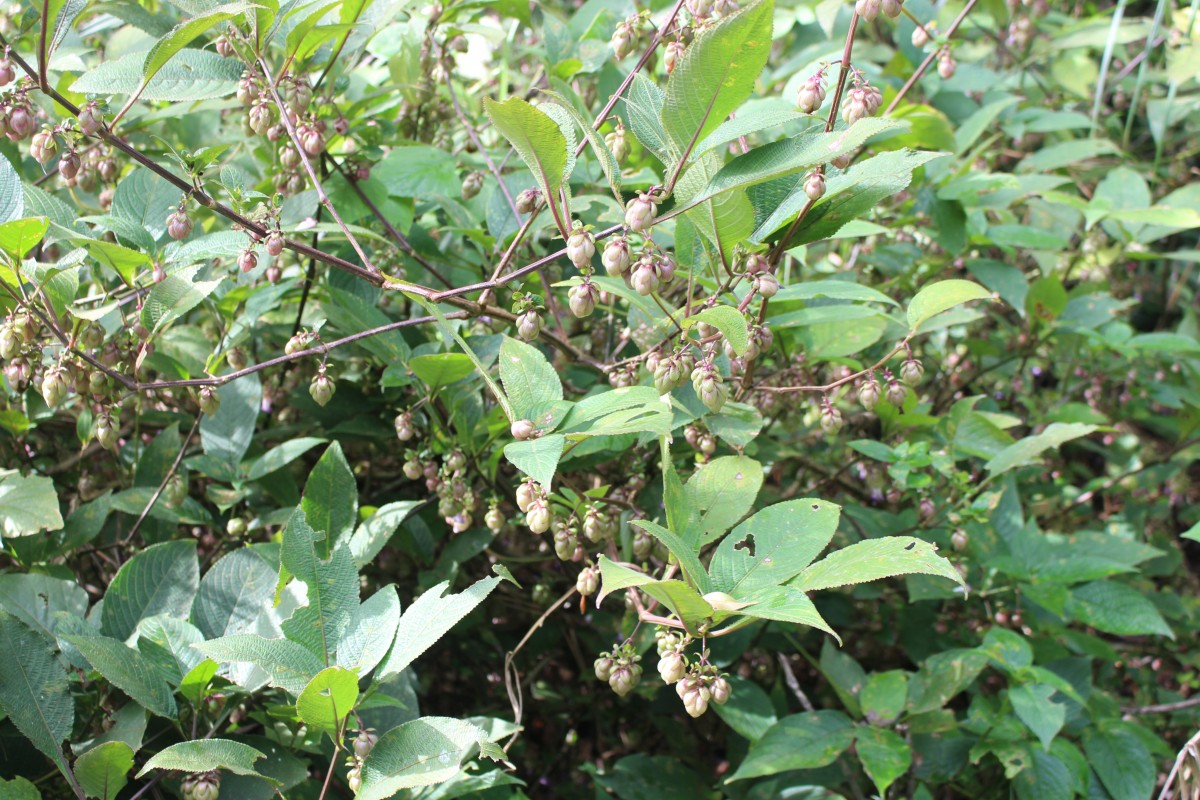 Strobilanthes lupulina Nees